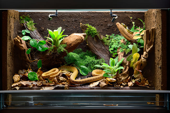 terrarium et serpents