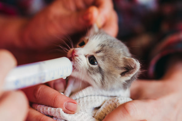 travailler dans un refuge pour animaux