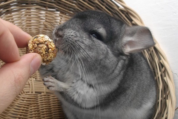 les nouveaux animaux de compagnie