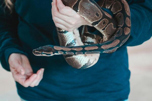 NAC serpent