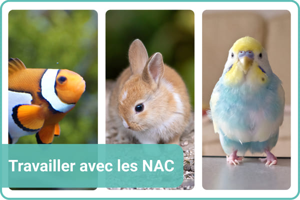 travailler avec les NAC