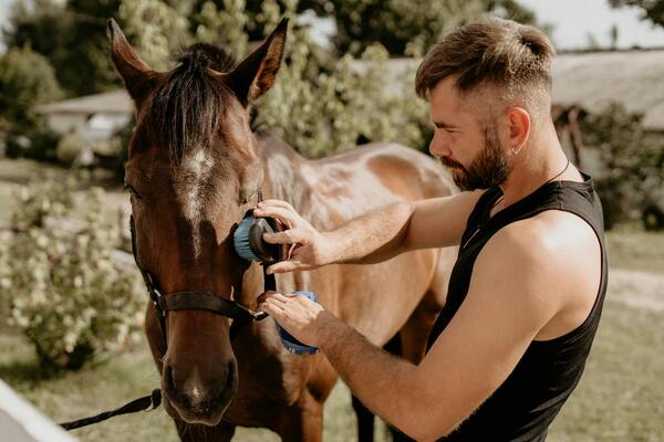 travailler avec des chevaux
