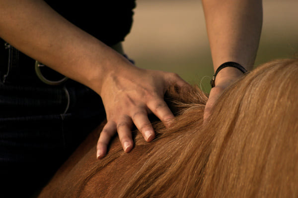 les mtiers du cheval