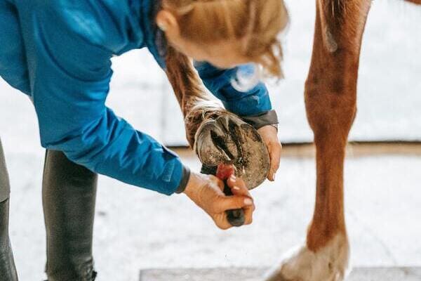 mtiers autour du cheval