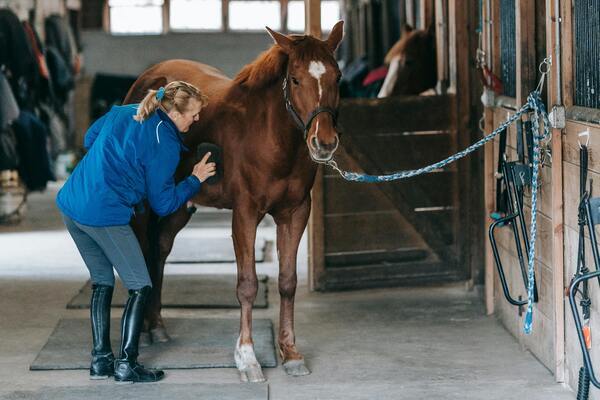 amour des chevaux