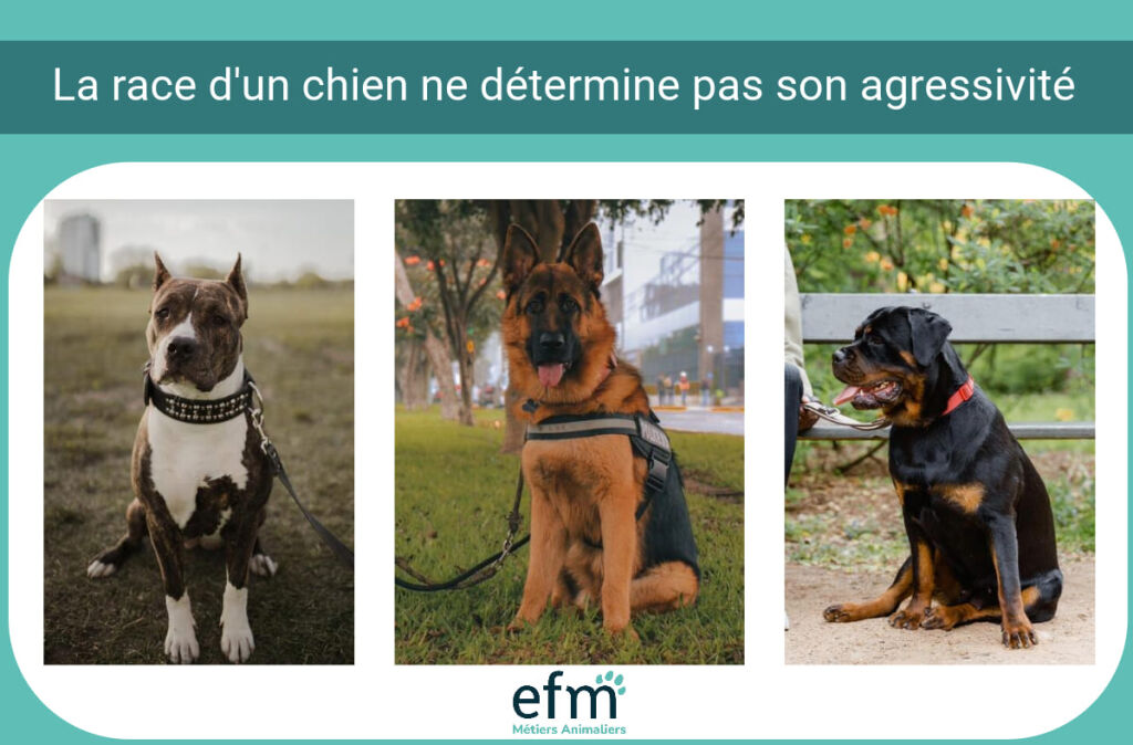 race du chien et agressivit