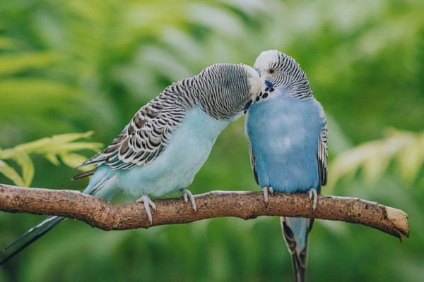 levage animaux