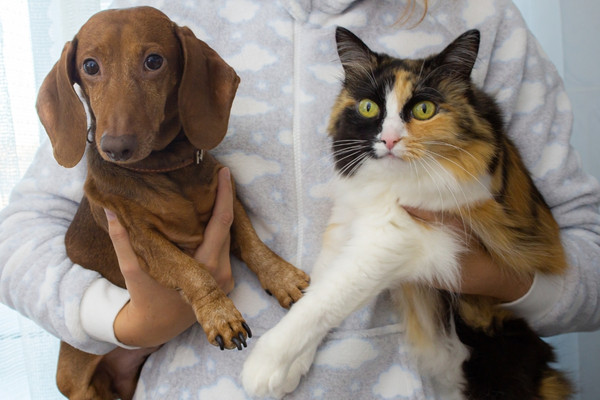 devenir leveur canin flin