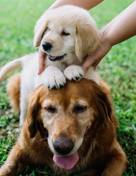 l'ge rend il un chien agressif