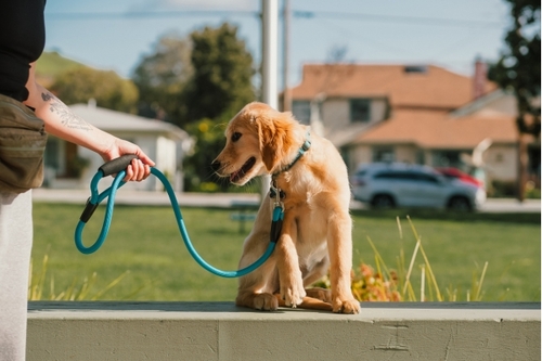devenir ducateur canin sans diplme