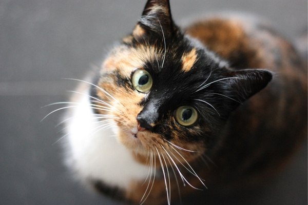 quelle race de chat choisir