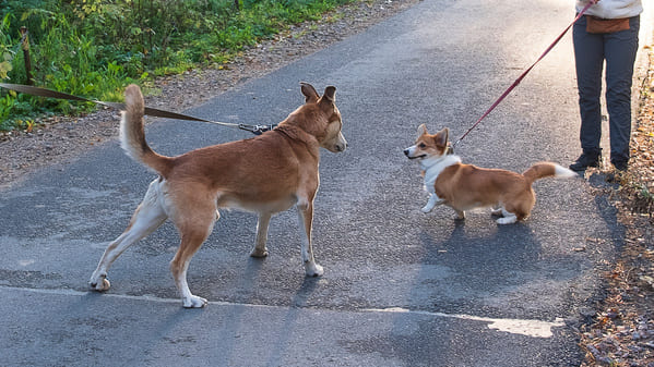 dominance et agressivit du chien