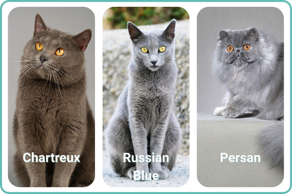 chartreux russian blue persan