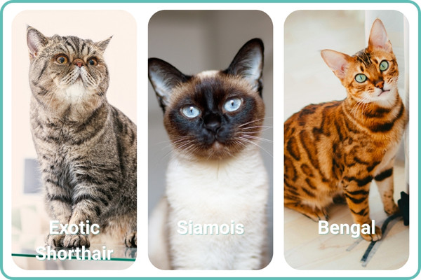 exotic shorthair siamois bengal