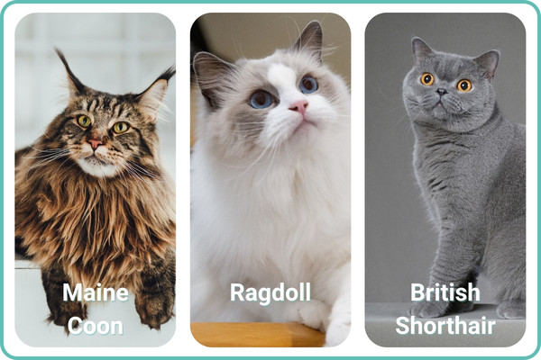 maine coon ragdoll british