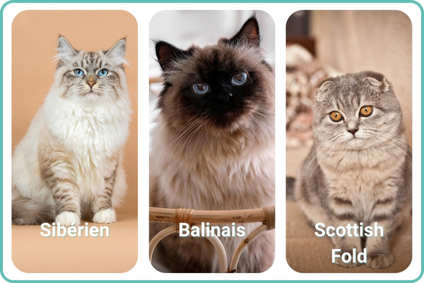 sibrien balinais scottish fold