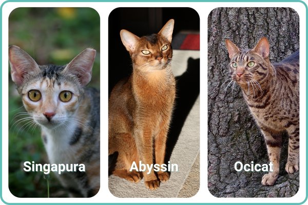 singapura abyssin ocicat