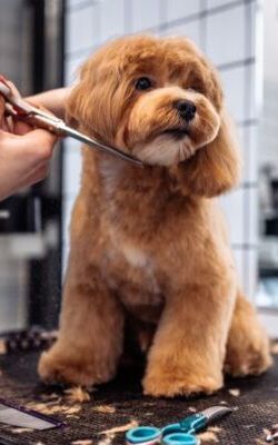 actu mtiers chiens