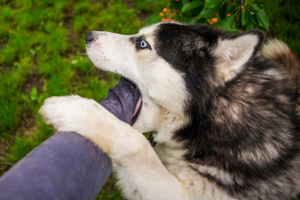 Comment rendre un chien moins agressif 