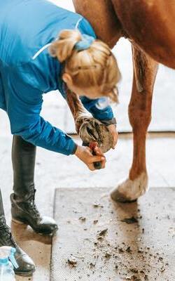 mtiers avec les chevaux