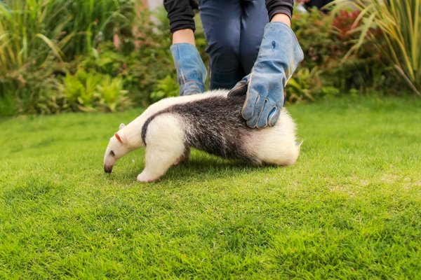 soigneur animalier