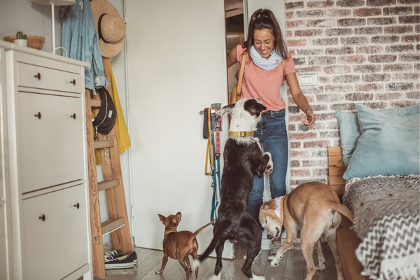pet sitter