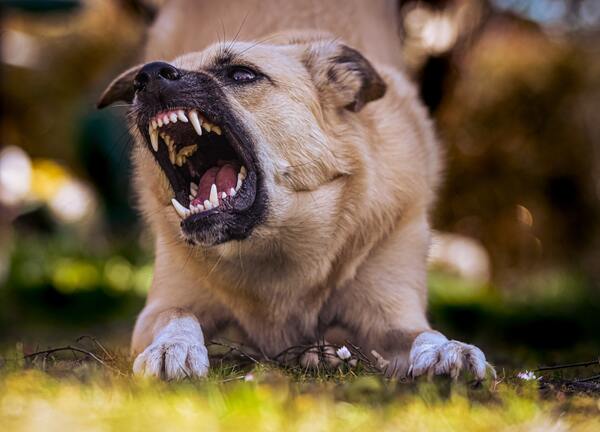Comment reagir face a un chien agressif 