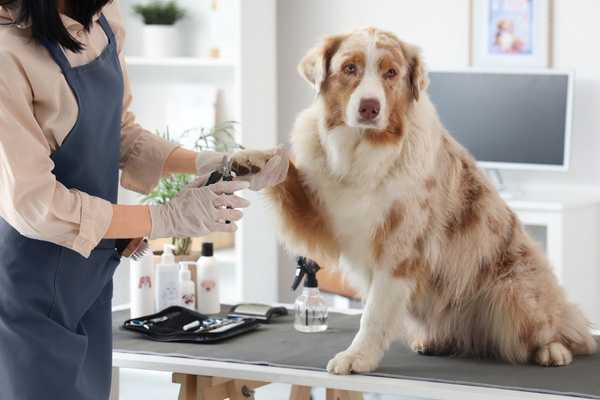 travailler avec les animaux