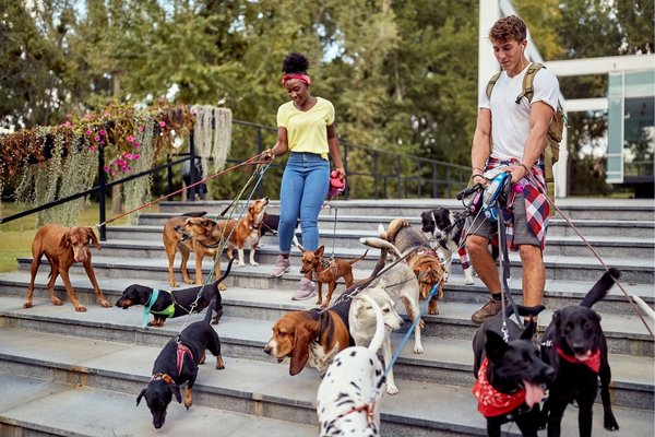 mtiers avec les animaux domestiques