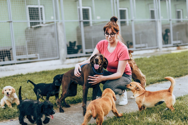 gestionnaire de pension pour animaux