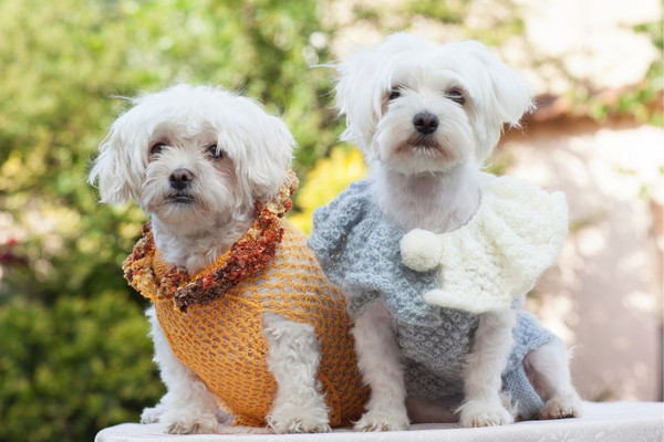 styliste pour animaux