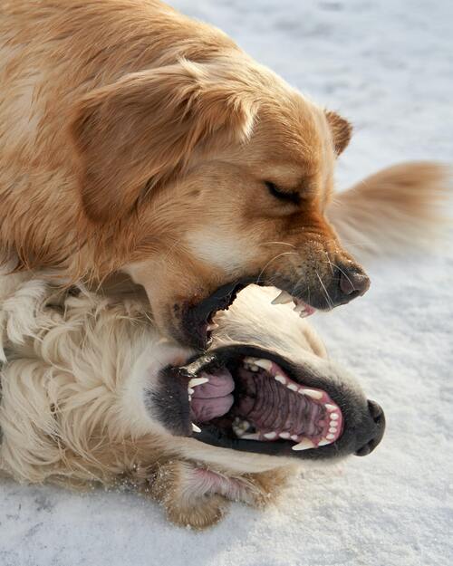 Comment calmer un chien agressif avec les autres chiens