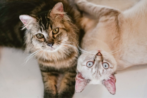chats prfrs des franais