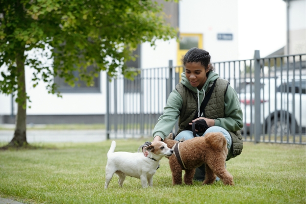 comment devenir pet-sitter ?