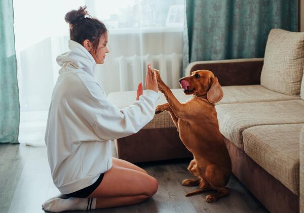 bien duquer son chien pour son bien-tre