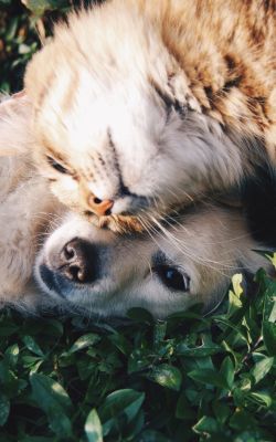 formation �leveur canin f�lin