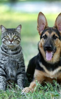 formation �ducateur comportementaliste