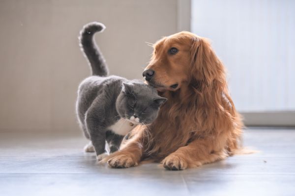 animaux de compagnie