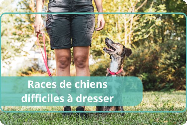 races de chiens difficiles � dresser