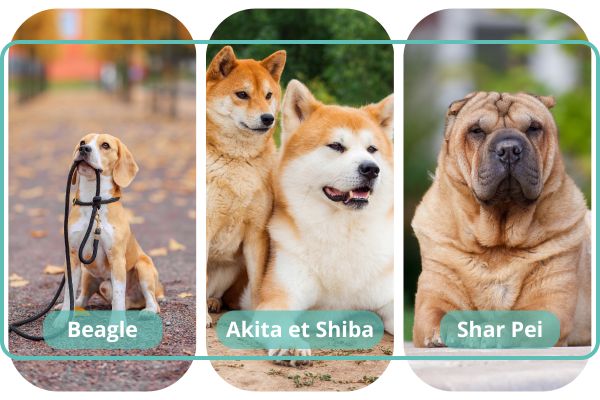 beagle akita shar pei