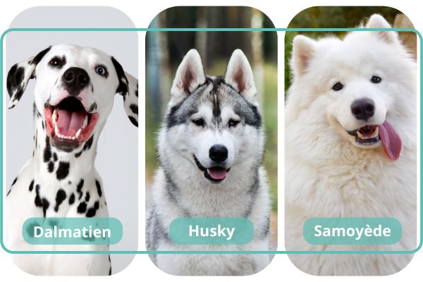dalmatien husky samoy�de