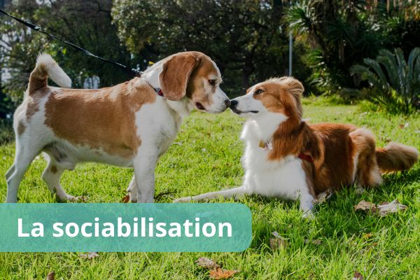 sociabilisation du chien