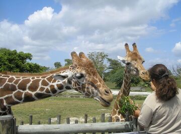 stage en zoo