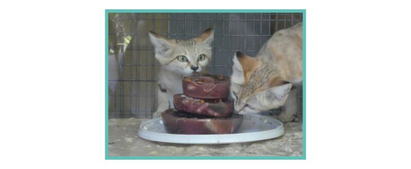 Photo stage Soline