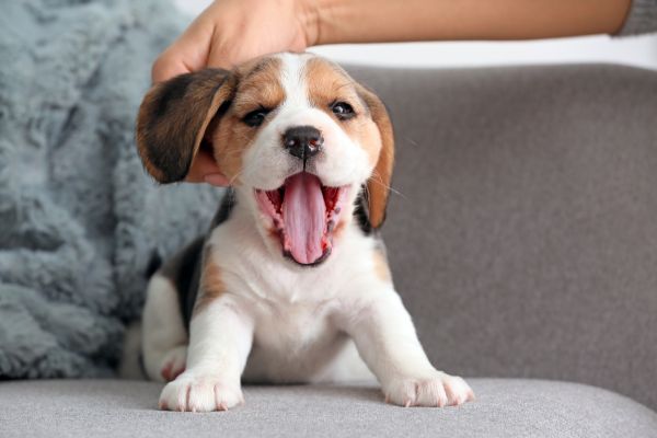 arriv�e nouveau chien