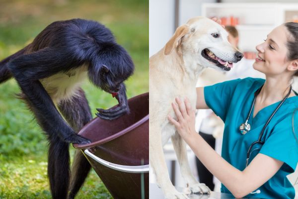 auxiliaire v�t�rinaire et soigneur animalier