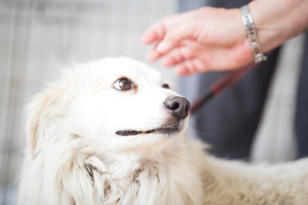 chien peureux des humains