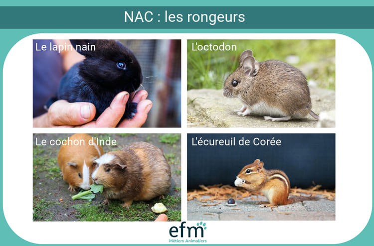 Les rongeurs sont des NAC