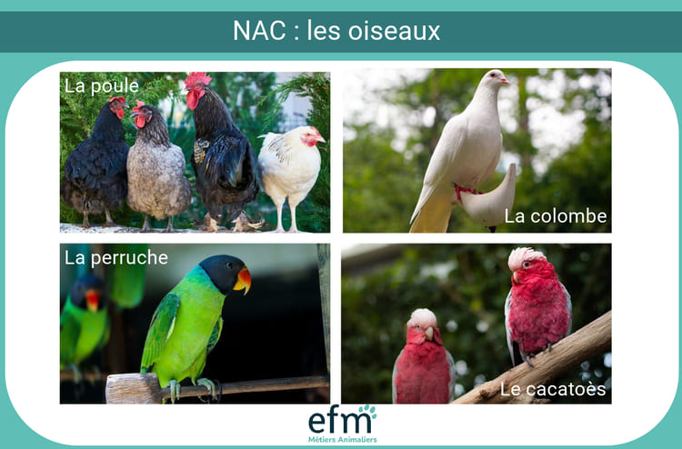 Certains oiseaux sont des NAC