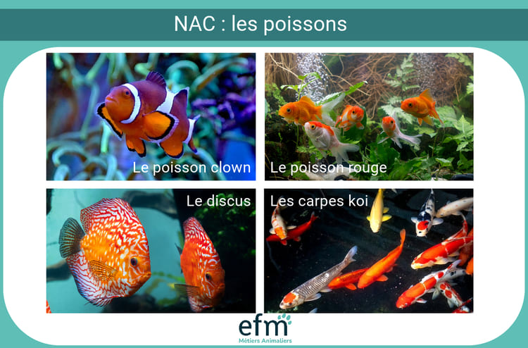 certains poissons peuvent tre des NAC